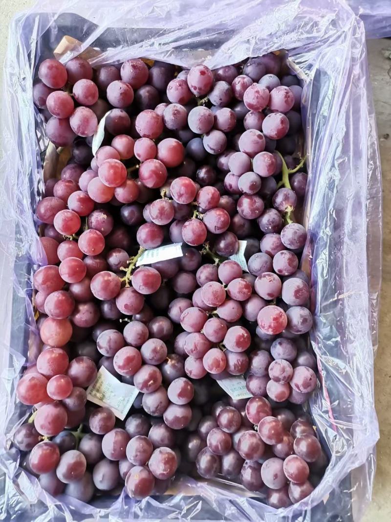 携手助农，纯绿色产品，乐亭冷库飓风葡萄