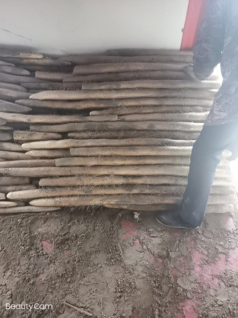 九斤黄山药，菜山药脆山药，沙地精品九斤黄