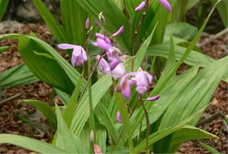 白芨、中药材干白芨，基地发货大量货源保证质量