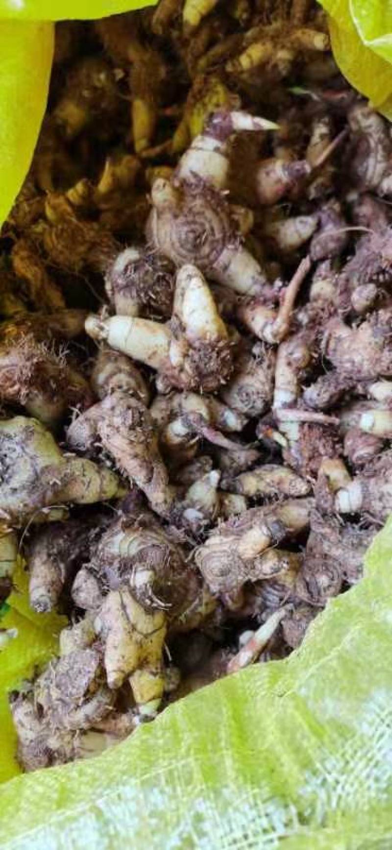 白芨、中药材干白芨，基地发货大量货源保证质量
