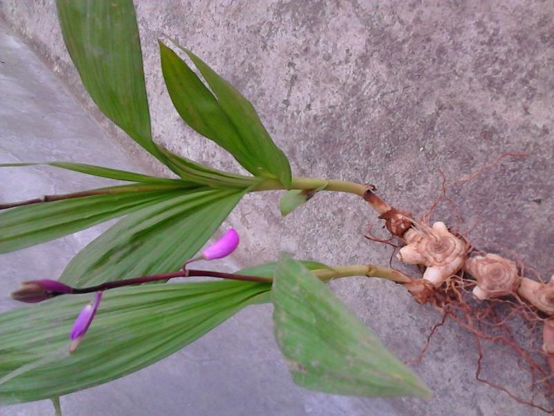 白芨、中药材干白芨，基地发货大量货源保证质量