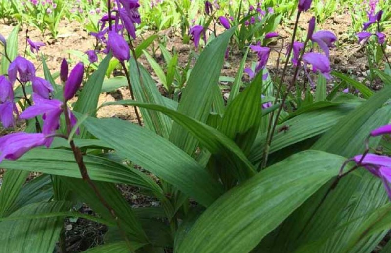 白芨、中药材干白芨，基地发货大量货源保证质量