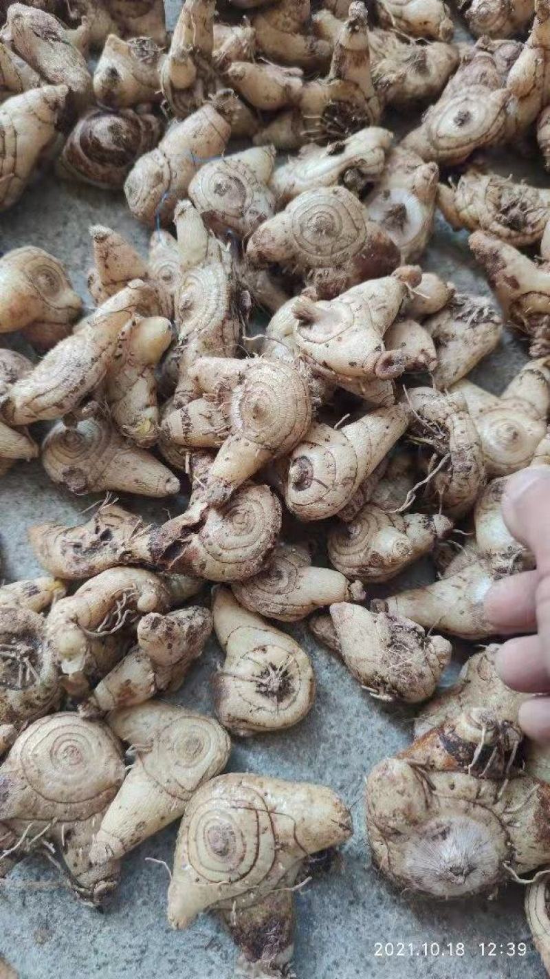 白芨、中药材干白芨，基地发货大量货源保证质量