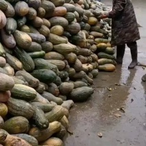 养殖厂南瓜，加工厂，养猪，牛，羊，鸡鸭等，货源充足