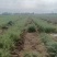 沙棘苗火棘球带刺植物庭院围墙篱笆植物四季常青耐寒