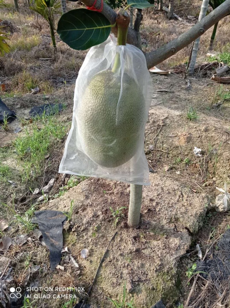 泰国红肉十二号营养土本苗！耐寒品种！香甜可口