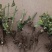 【精品】大花月季玫瑰老桩四季开花大花月季质量保证欢迎选