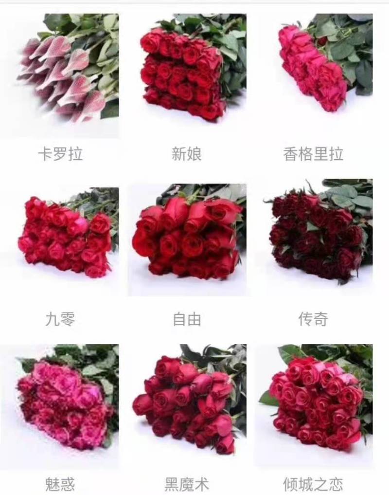 【精品】大花月季玫瑰老桩四季开花大花月季质量保证欢迎选