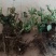 【精品】大花月季玫瑰老桩四季开花大花月季质量保证欢迎选