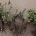 【精品】大花月季玫瑰老桩四季开花大花月季质量保证欢迎选