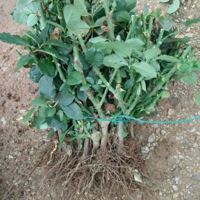 【精品】大花月季玫瑰老桩四季开花大花月季质量保证欢迎选