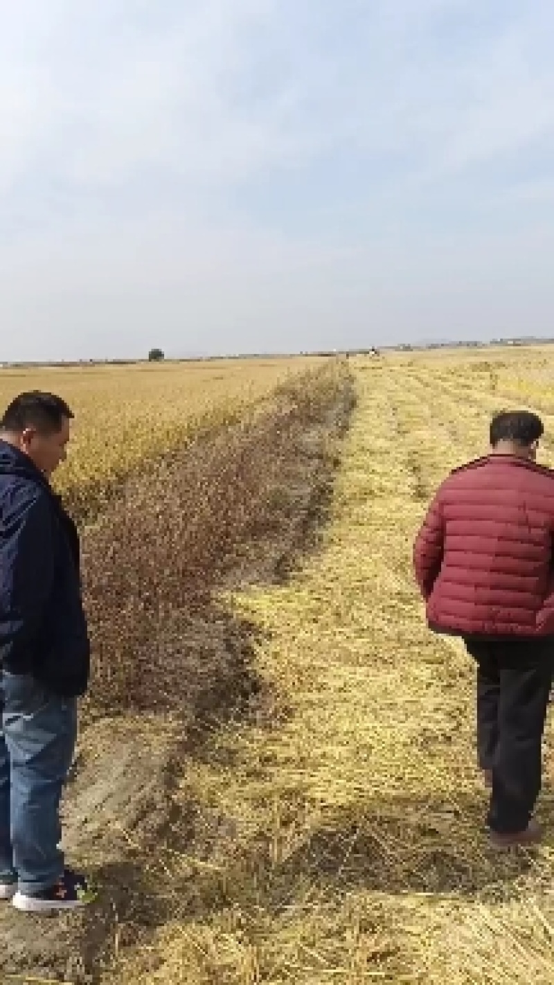 厂家直发海拉苏一季稻绥粳18小长粒新大米上市