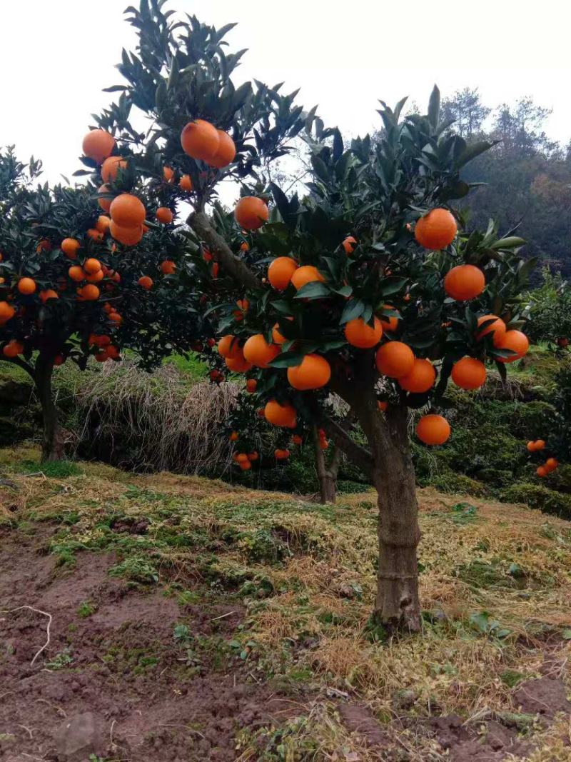 秭归脐橙纯甜多汁，品种齐全果园实地看货鲜果直採诚信代办