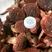 红菇，云南高原红菇，月子菇，红菌，食用菌干货一手货源