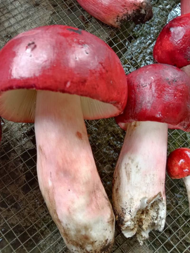 红菇，云南高原红菇，月子菇，红菌，食用菌干货一手货源