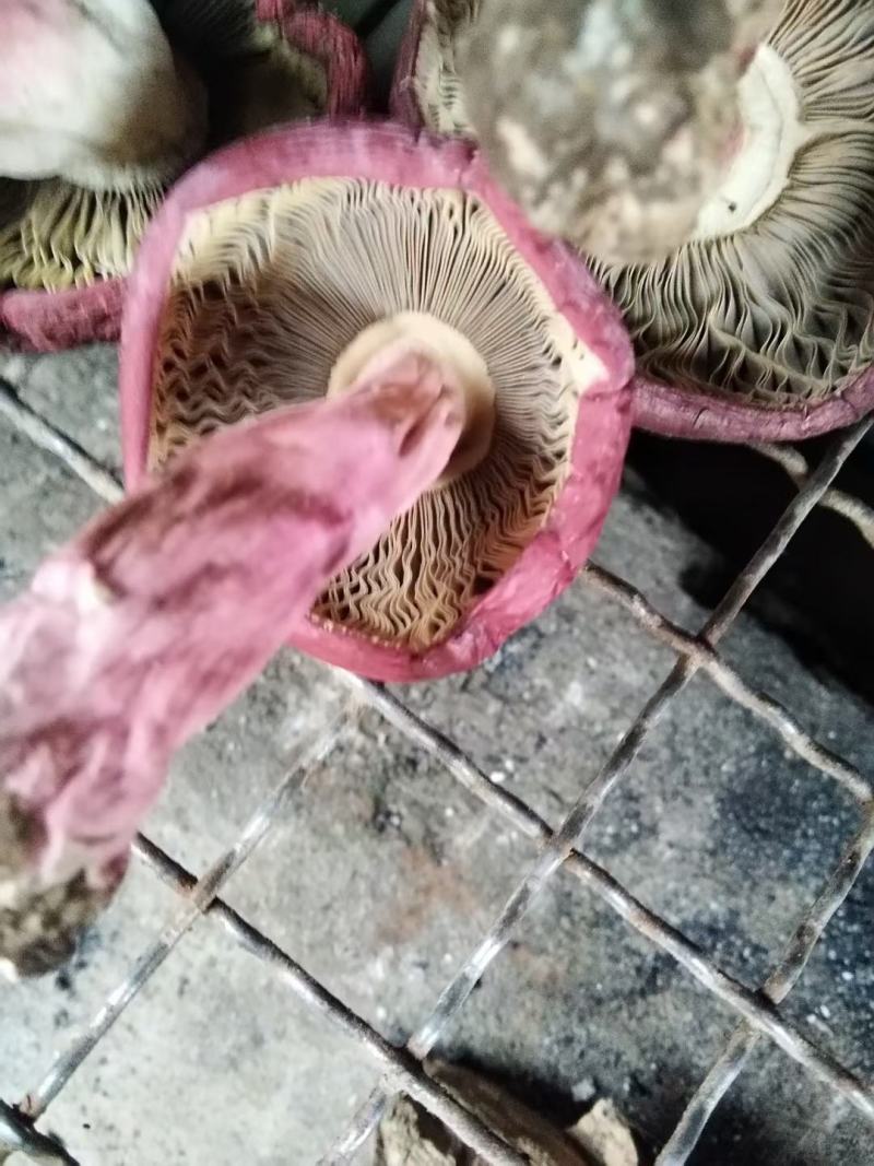 红菇，云南高原红菇，月子菇，红菌，食用菌干货一手货源