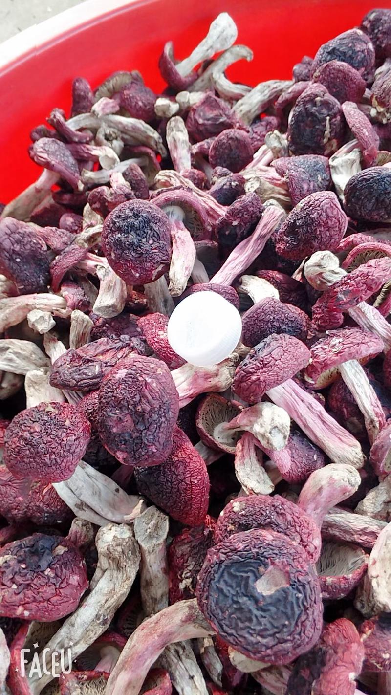 红菇，云南高原红菇，月子菇，红菌，食用菌干货一手货源