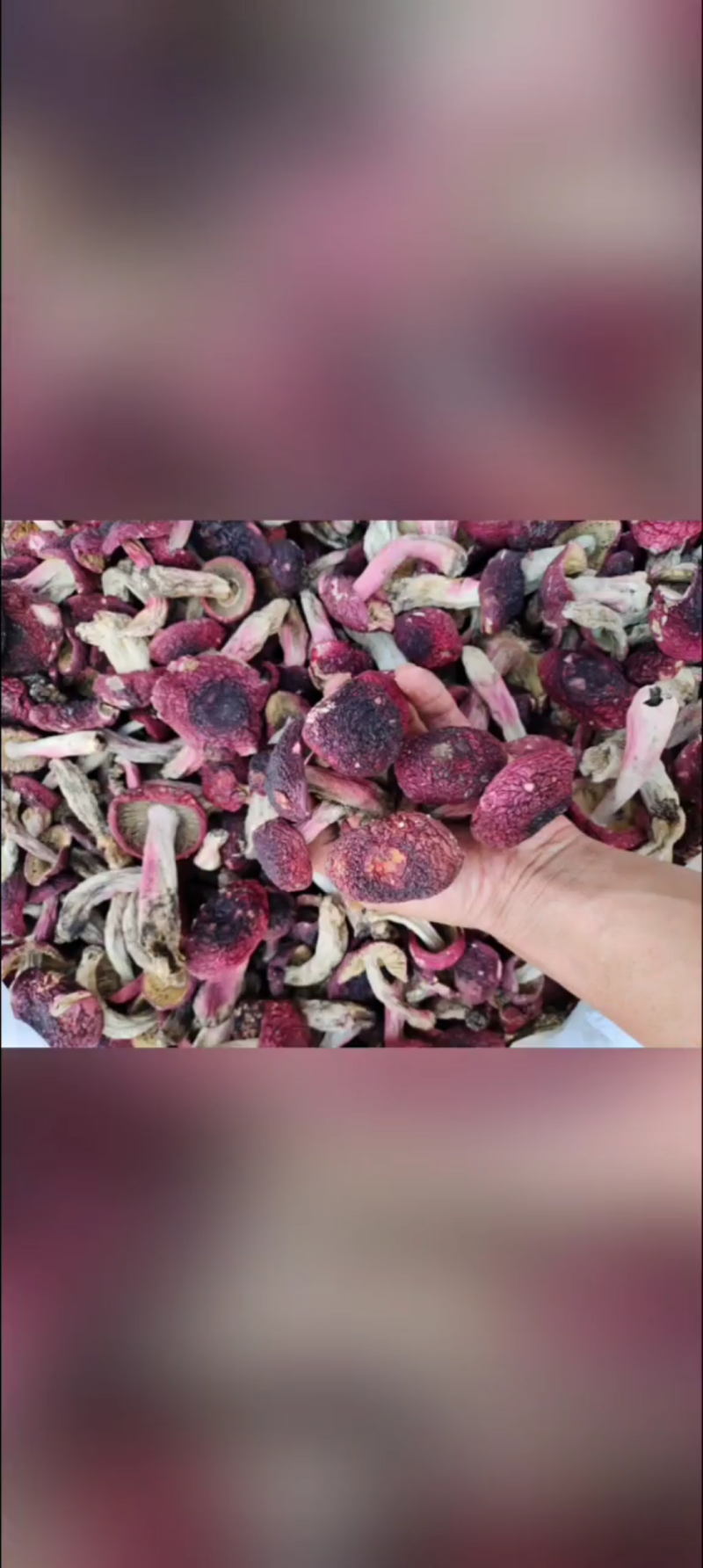 红菇，云南高原红菇，月子菇，红菌，食用菌干货一手货源