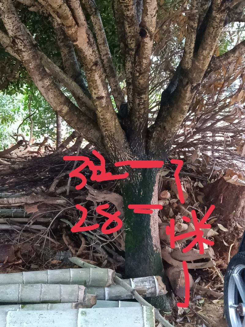精品婑分枝大冠幅桂花树