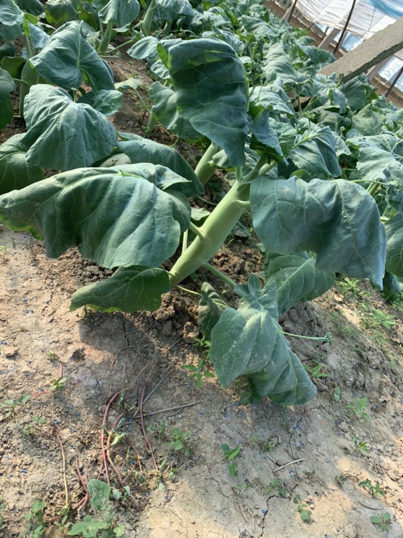有40万斤