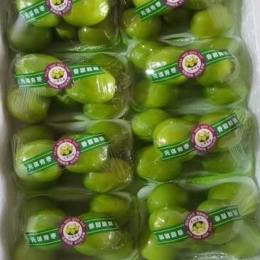 云南元谋青枣，十合一，王中王，高原密枣，露天，现采现发