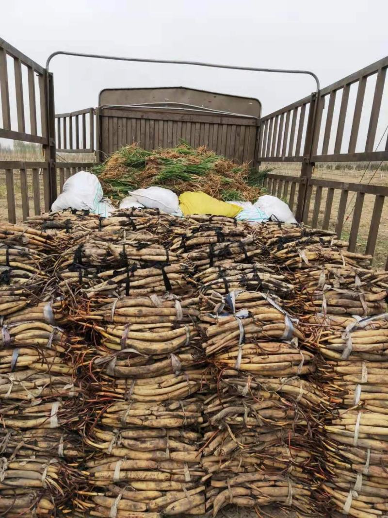 深水荷花苗保质保量工程苗都有货真价实欢迎订购