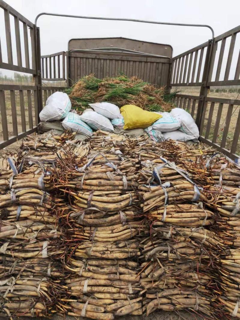 深水荷花苗保质保量工程苗都有货真价实欢迎订购