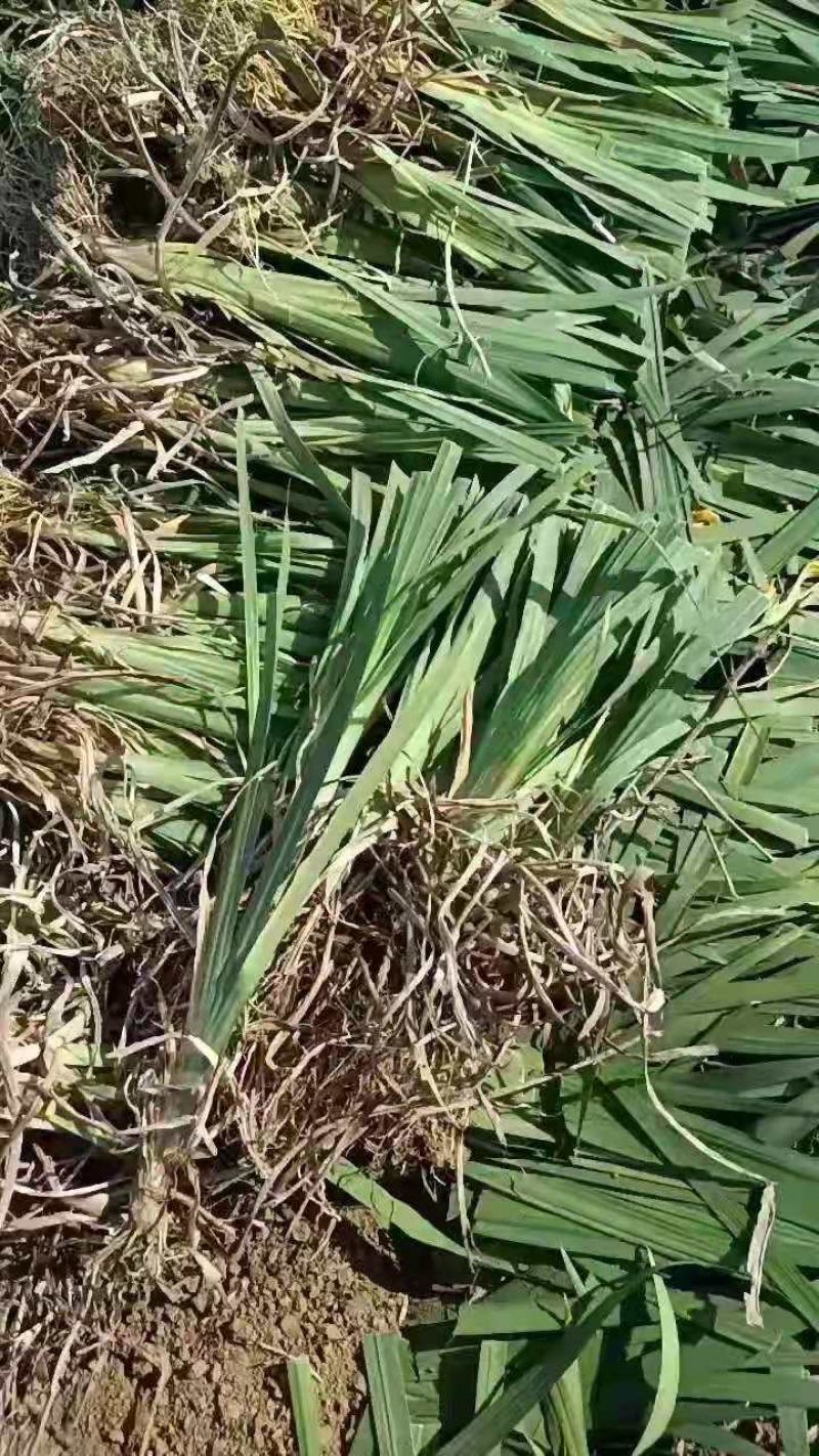 黄菖蒲基地直销欢迎咨询选择绿景水生为您服务