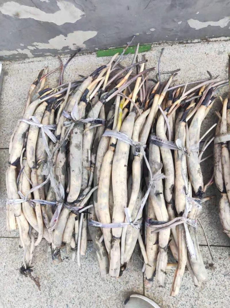 绿景水生植物荷花苗颜色繁多厂家直销无中间商良心保证正品