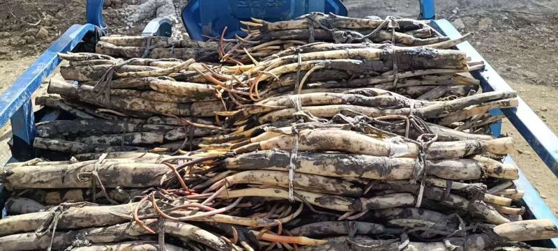 绿景水生植物荷花苗颜色繁多厂家直销无中间商良心保证正品