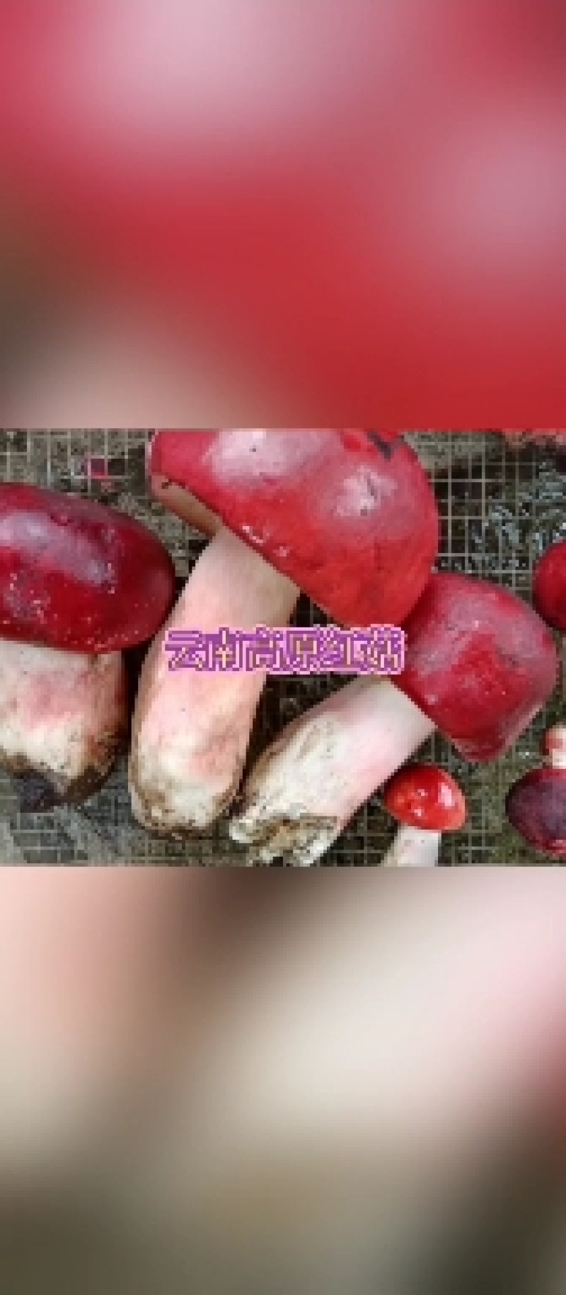 红菇，云南高原红菇，蓝底灰脚正红菇，月子菇，红菌