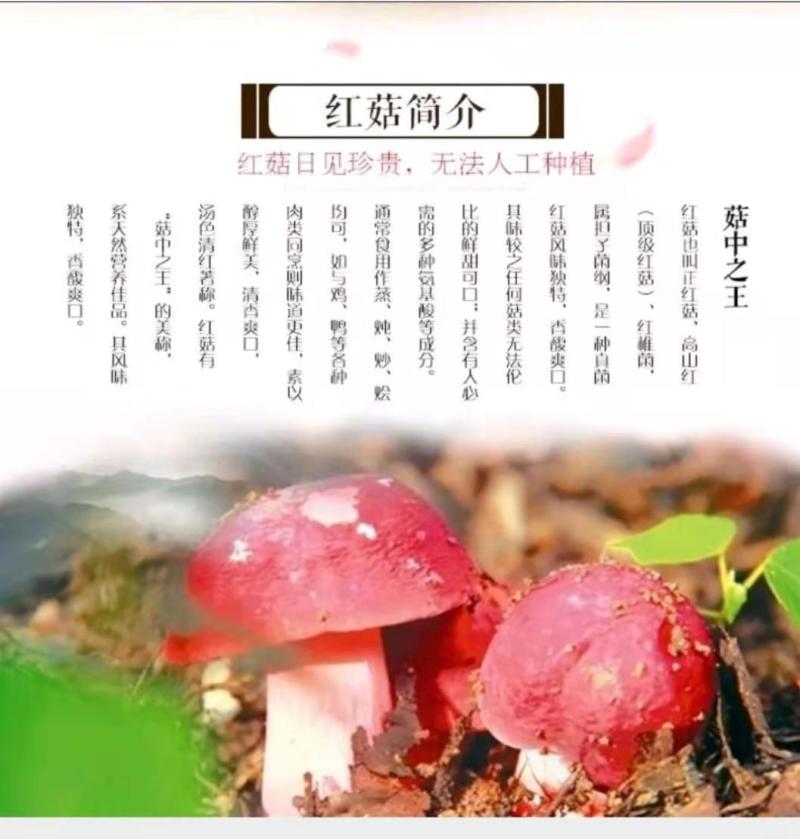 红菇，云南高原红菇，蓝底灰脚正红菇，月子菇，红菌