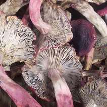红菇，云南高原红菇，蓝底灰脚正红菇，月子菇，红菌