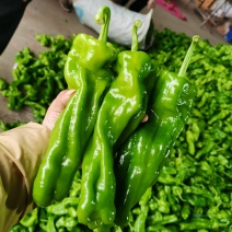 薄皮青椒，量大！质量好！欢迎各位新老客户前来恰谈业务
