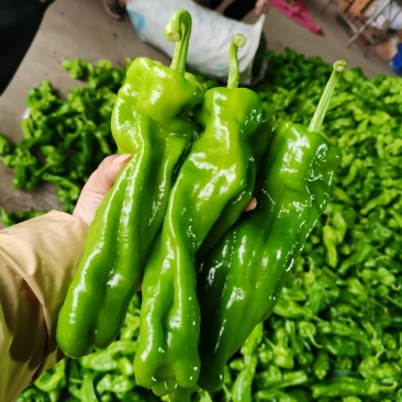 薄皮青椒，量大！质量好！欢迎各位新老客户前来恰谈业务