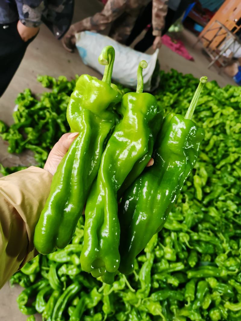 薄皮青椒，量大！质量好！欢迎各位新老客户前来恰谈业务