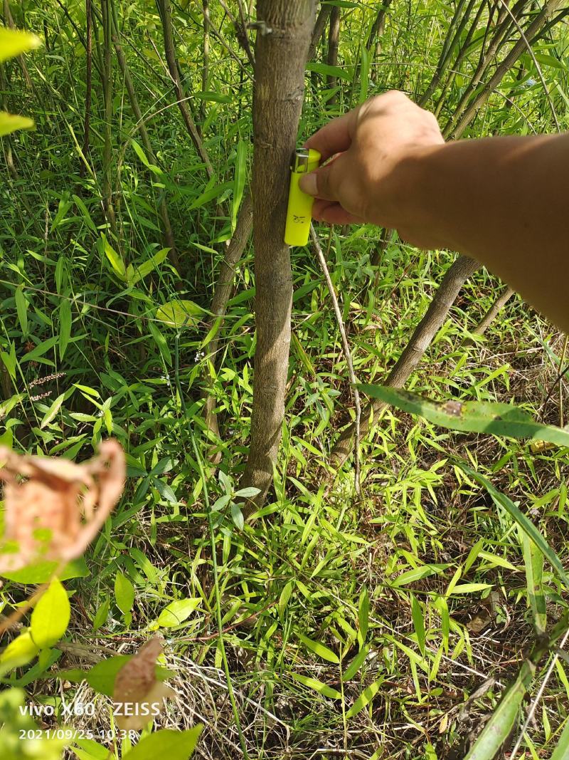 地接大杯红心柚嫁接苗