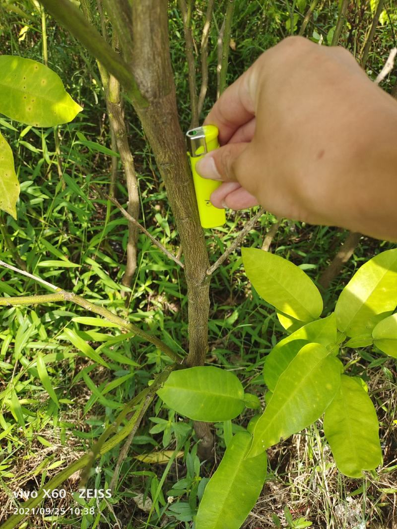 地接大杯红心柚嫁接苗