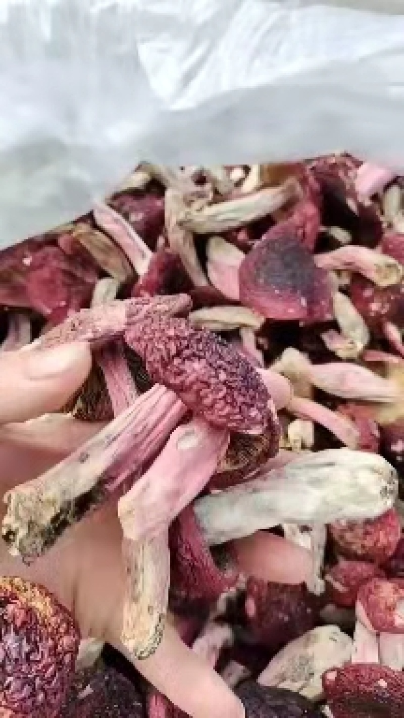 红菇，云南高原红菇，蓝底灰脚正红菇，月子菇，红菌