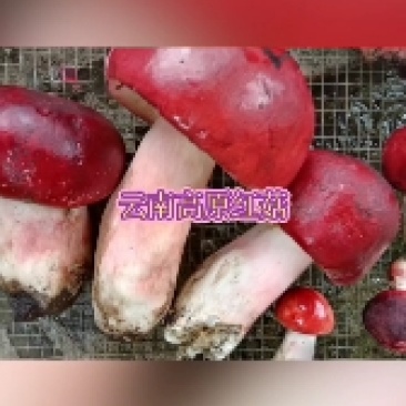 红菇，云南高原红菇，蓝底灰脚正红菇，月子菇，红菌