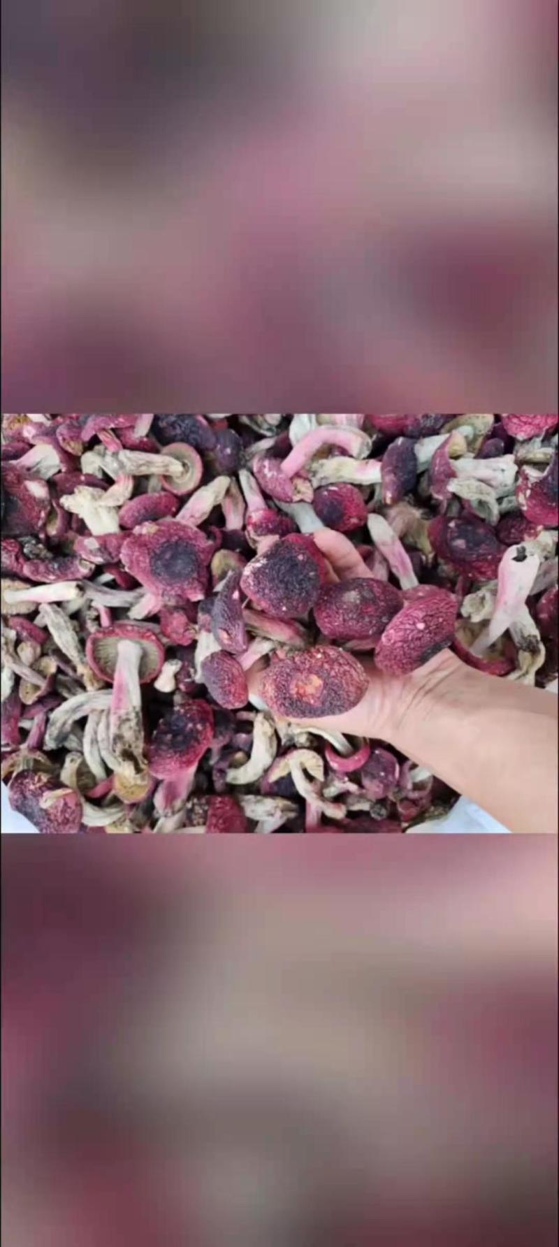 红菇，云南高原红菇，蓝底灰脚正红菇，月子菇，红菌