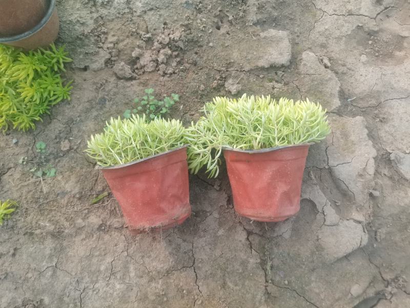 金叶佛甲草（黄金条）基地自产自销，货量充足，优惠大。