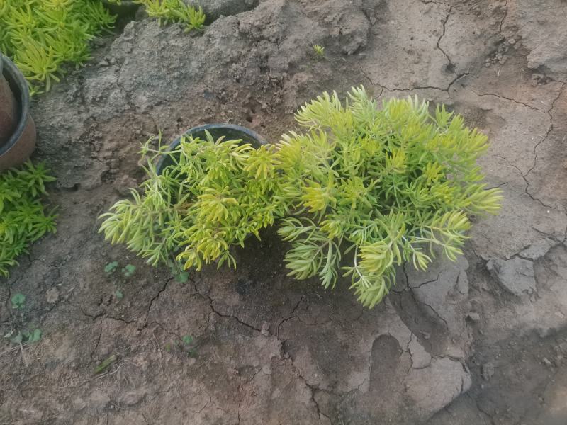 金叶佛甲草（黄金条）基地自产自销，货量充足，优惠大。