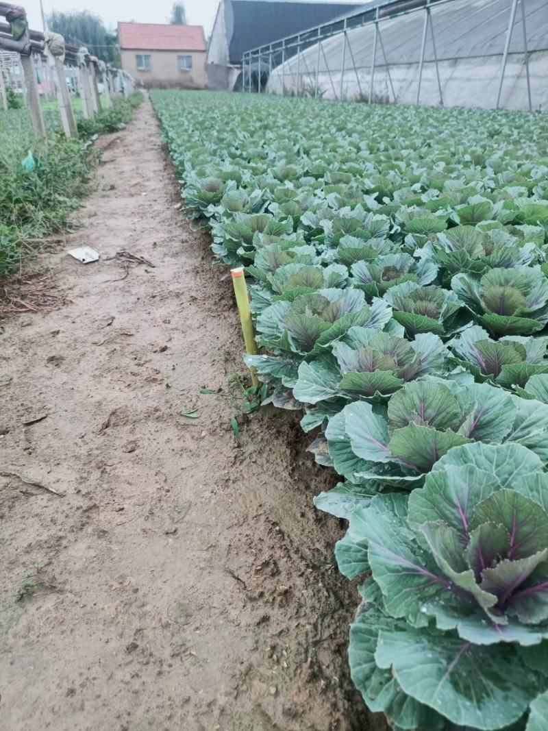 金叶佛甲草（黄金条）基地自产自销，货量充足，优惠大。