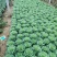 金叶佛甲草（黄金条）基地自产自销，货量充足，优惠大。