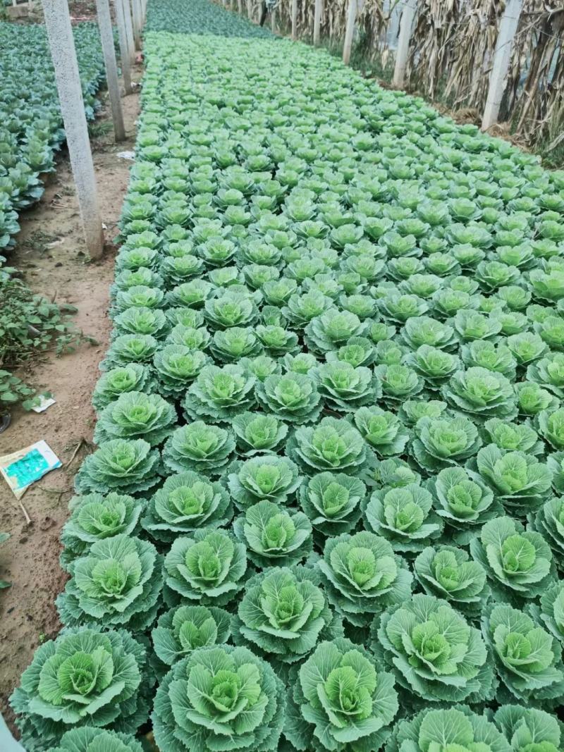 金叶佛甲草（黄金条）基地自产自销，货量充足，优惠大。