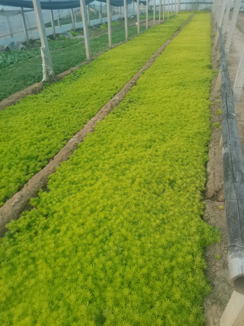 金叶佛甲草（黄金条）基地自产自销，货量充足，优惠大。