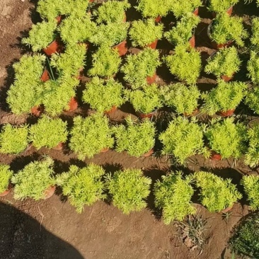 金叶佛甲草（黄金条）基地自产自销，货量充足，优惠大。