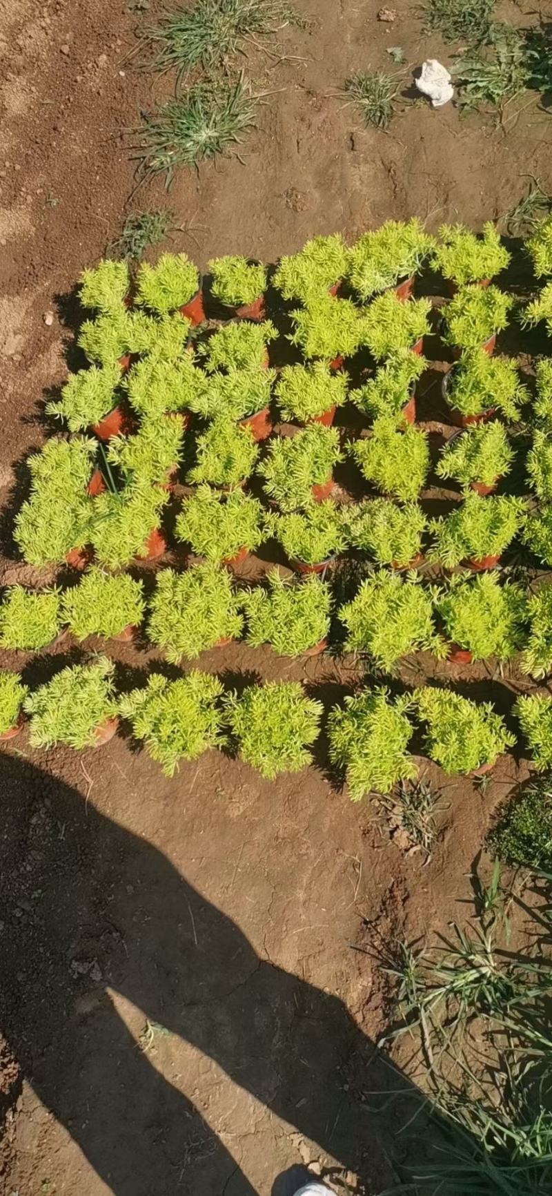 金叶佛甲草（黄金条）基地自产自销，货量充足，优惠大。