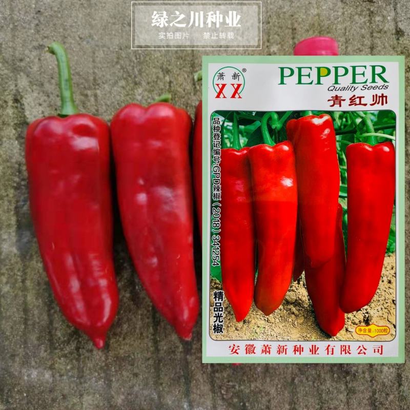萧新青红帅辣椒种子鲜食红泡椒种子牛角形辣椒大果光椒